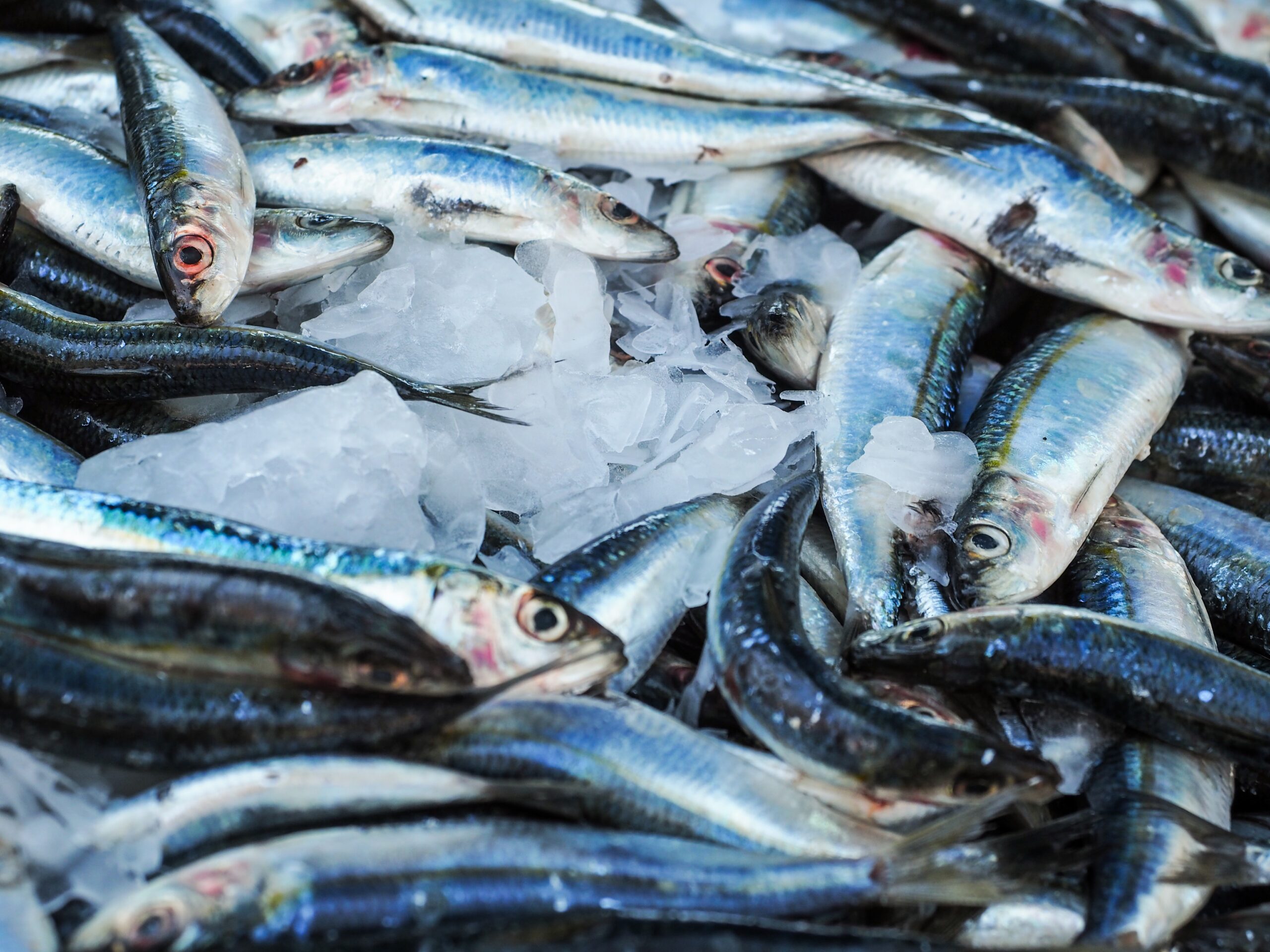 水産業界（漁業、養殖業、水産加工業）の世界市場シェアの分析